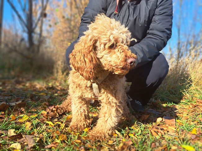 pfotenretterungarn Jule (6)