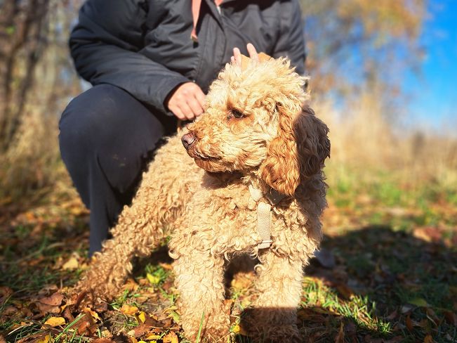 pfotenretterungarn Jule (7)