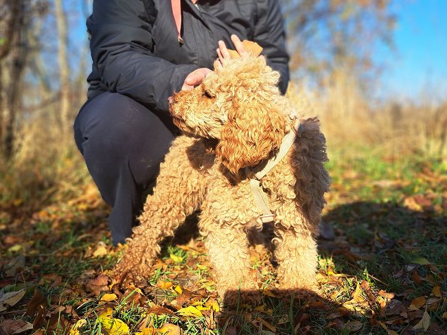 pfotenretterungarn Jule (8)