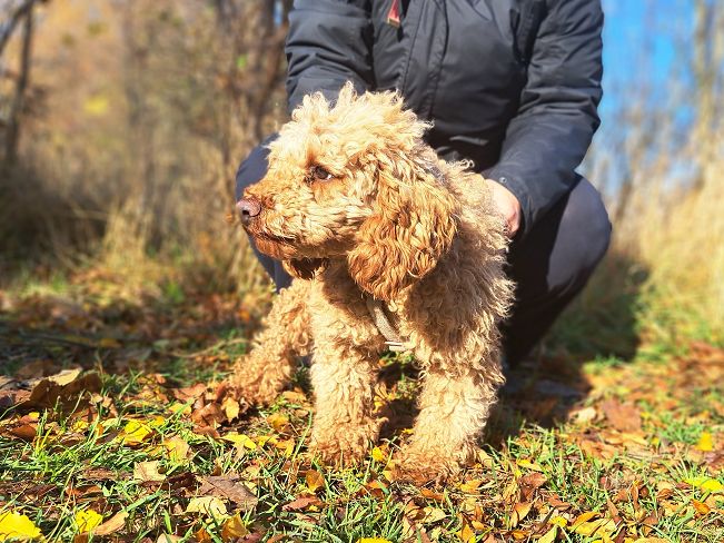 pfotenretterungarn Jule (9)