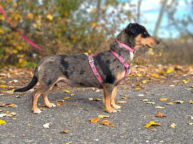 pfotenretterungarn Katie (10)