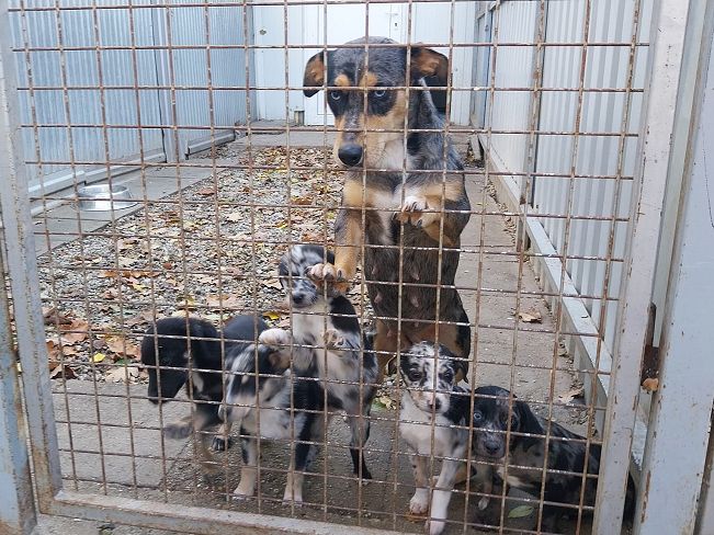 pfotenretterungarn Katie (12)