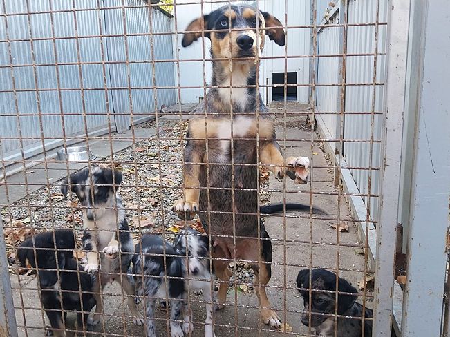 pfotenretterungarn Katie (13)