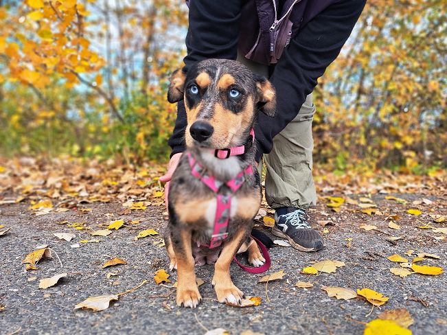 pfotenretterungarn Katie (2)