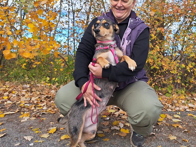 pfotenretterungarn Katie (3)