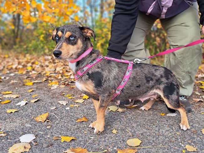 pfotenretterungarn Katie (4)