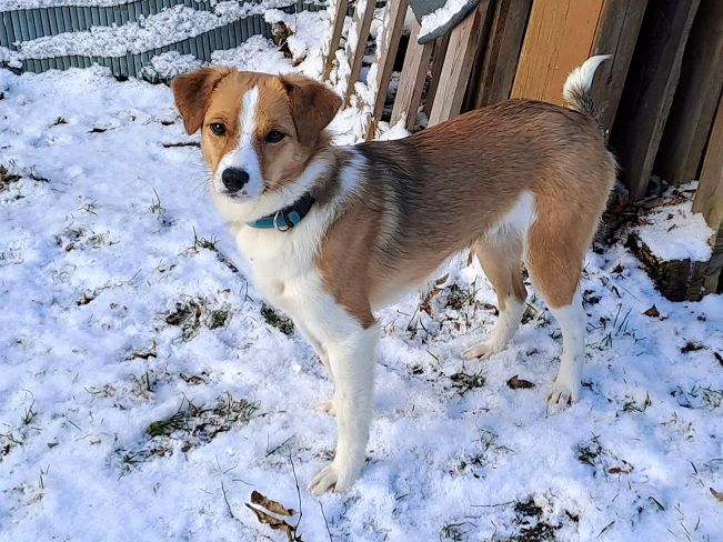 pfotenretterungarn Koda PS (2)