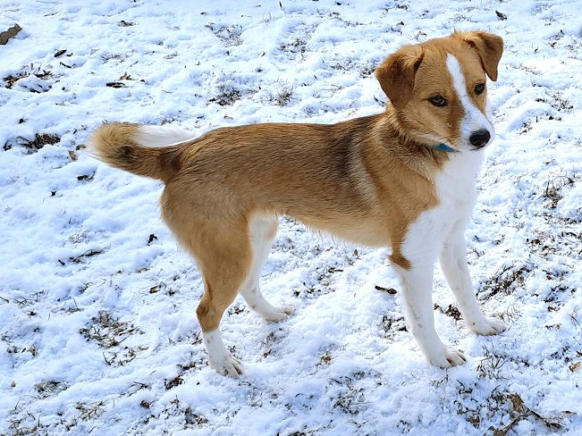 pfotenretterungarn Koda PS (3)