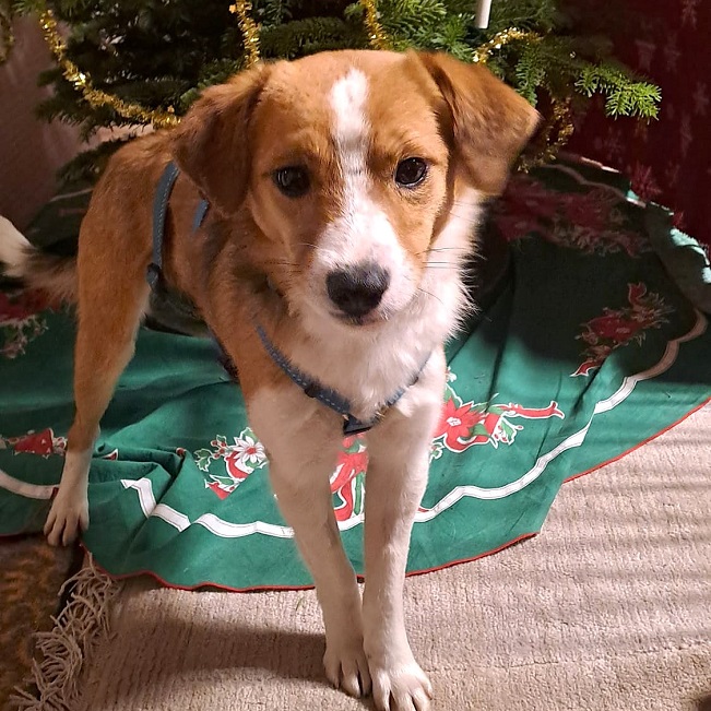 pfotenretterungarn Koda PS (4)