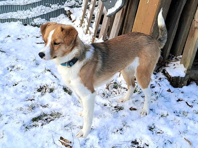 pfotenretterungarn Koda PS (5)