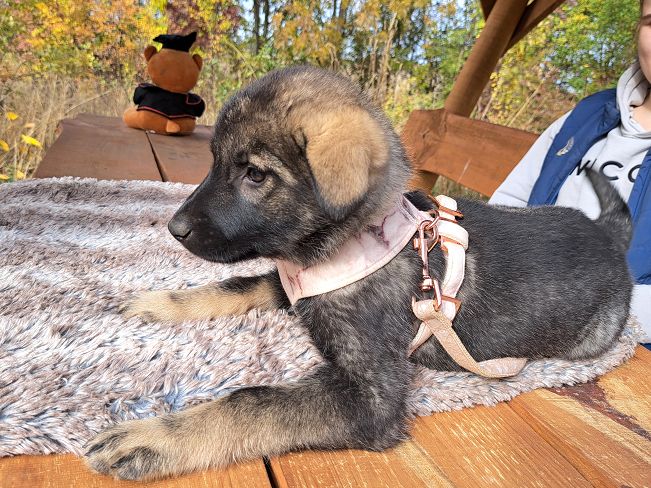 pfotenretterungarn Mafaldine (10)