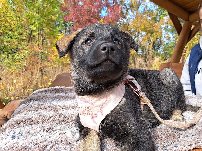 pfotenretterungarn Mafaldine (11)