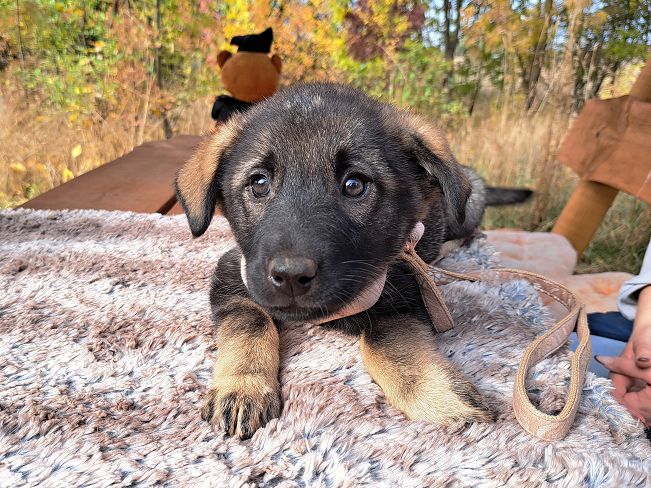 pfotenretterungarn Mafaldine (2)