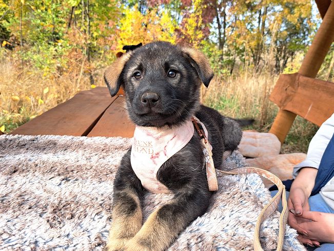 pfotenretterungarn Mafaldine (3)