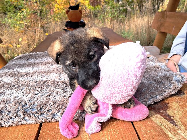 pfotenretterungarn Mafaldine (4)