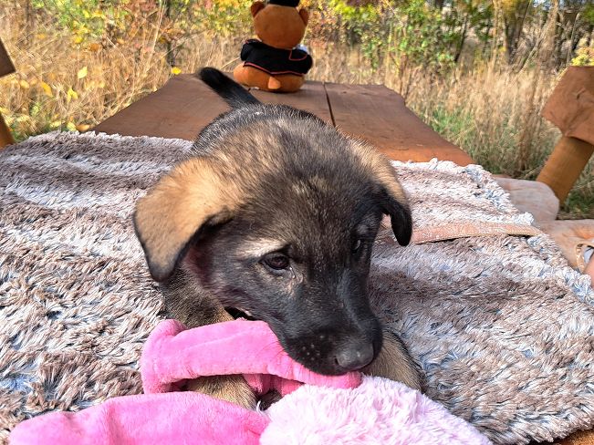 pfotenretterungarn Mafaldine (5)