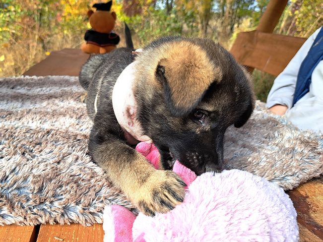 pfotenretterungarn Mafaldine (6)