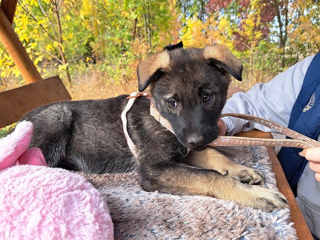 pfotenretterungarn Mafaldine (7)