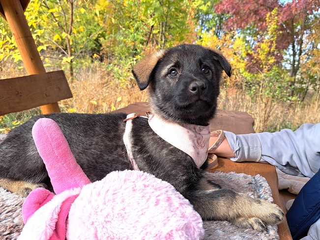 pfotenretterungarn Mafaldine (8)