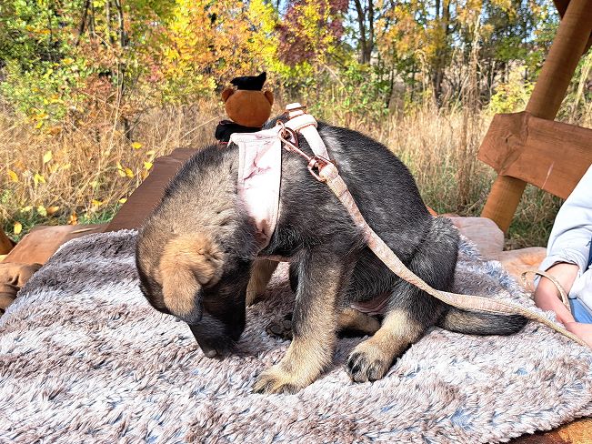 pfotenretterungarn Mafaldine (9)