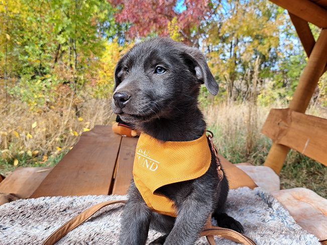 pfotenretterungarn Makkaroni (10)