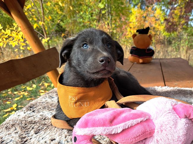 pfotenretterungarn Makkaroni (11)