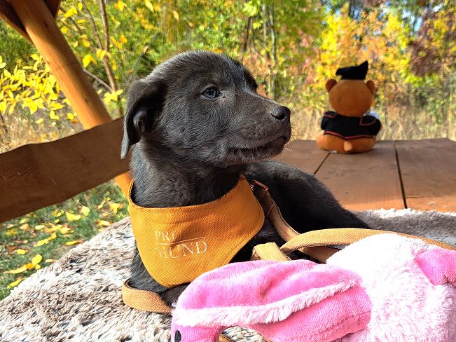 pfotenretterungarn Makkaroni (12)