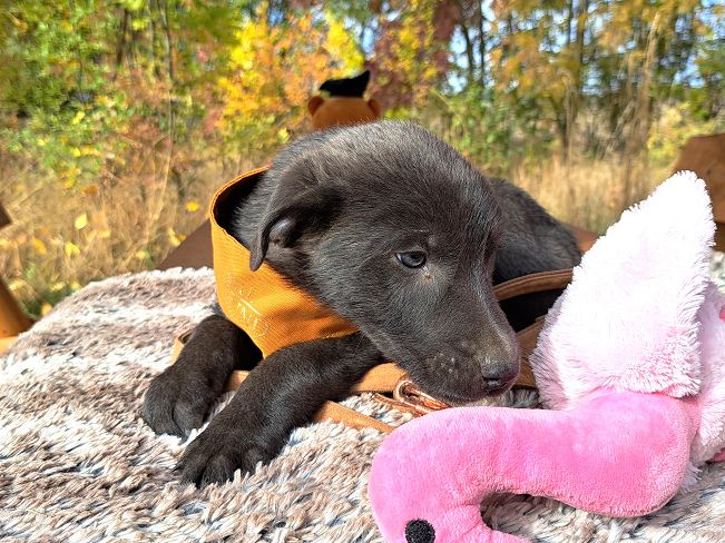 pfotenretterungarn Makkaroni (13)