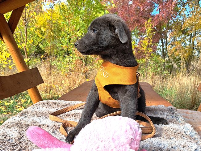 pfotenretterungarn Makkaroni (14)