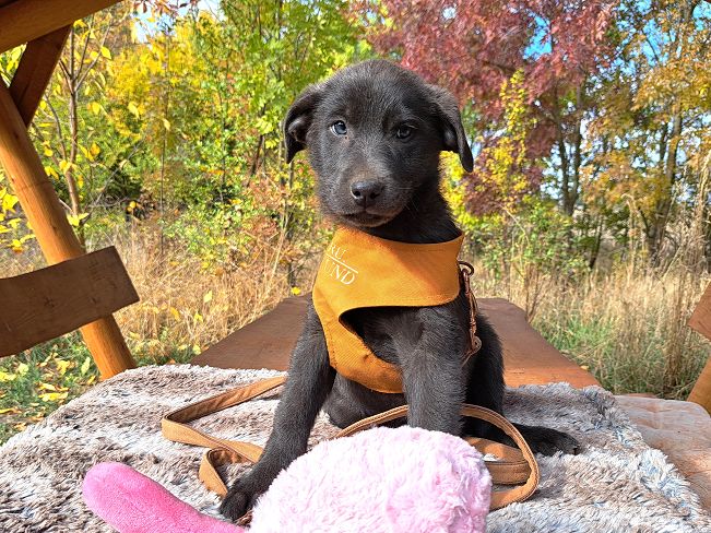 pfotenretterungarn Makkaroni (15)