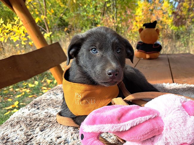 pfotenretterungarn Makkaroni (2)