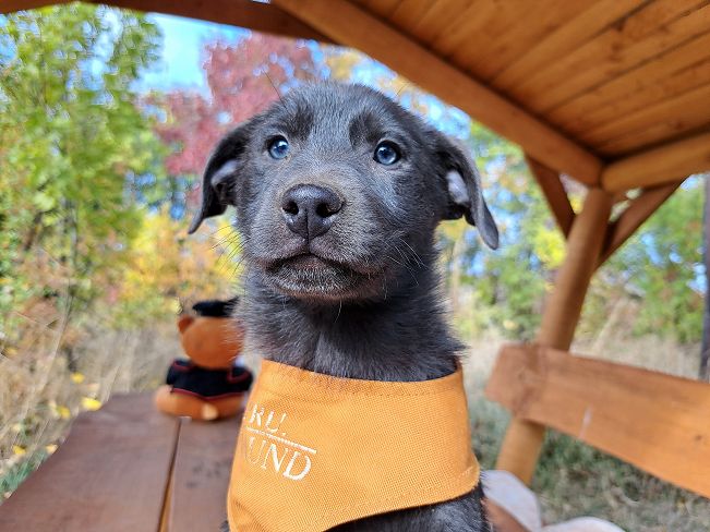 pfotenretterungarn Makkaroni (3)