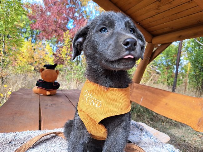 pfotenretterungarn Makkaroni (4)