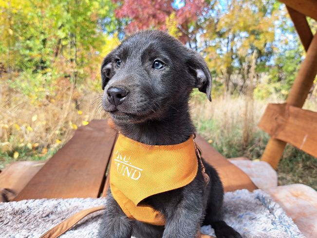 pfotenretterungarn Makkaroni (5)