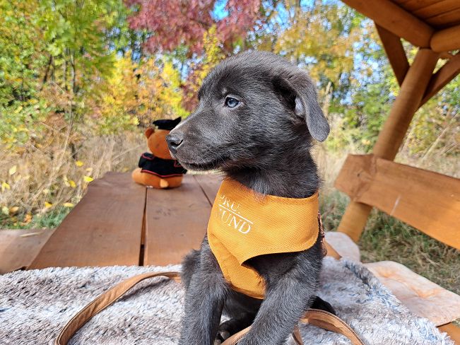 pfotenretterungarn Makkaroni (6)