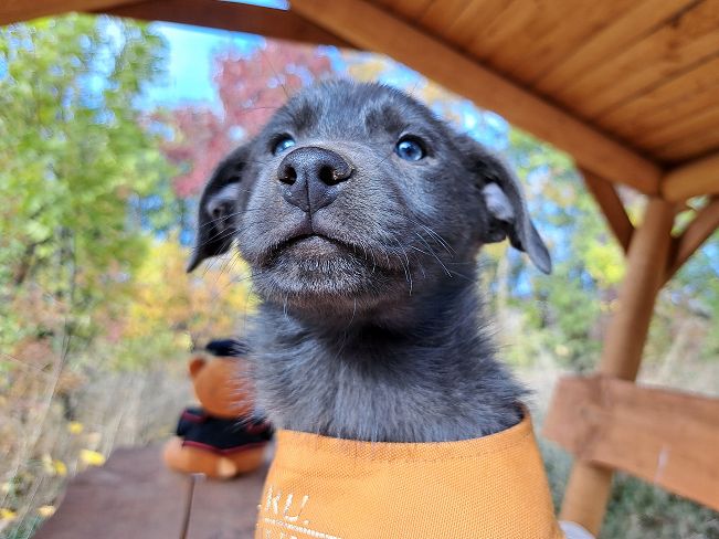 pfotenretterungarn Makkaroni (7)