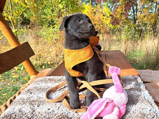 pfotenretterungarn Makkaroni (8)