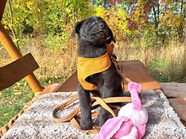 pfotenretterungarn Makkaroni (9)