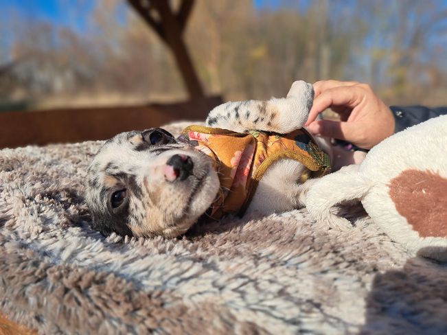 pfotenretterungarn Mathilda (10)