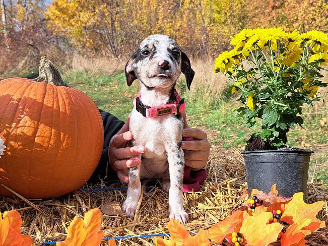 pfotenretterungarn Mathilda (11)