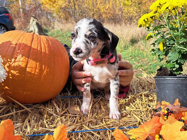 pfotenretterungarn Mathilda (12)
