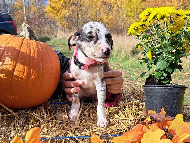 pfotenretterungarn Mathilda (13)