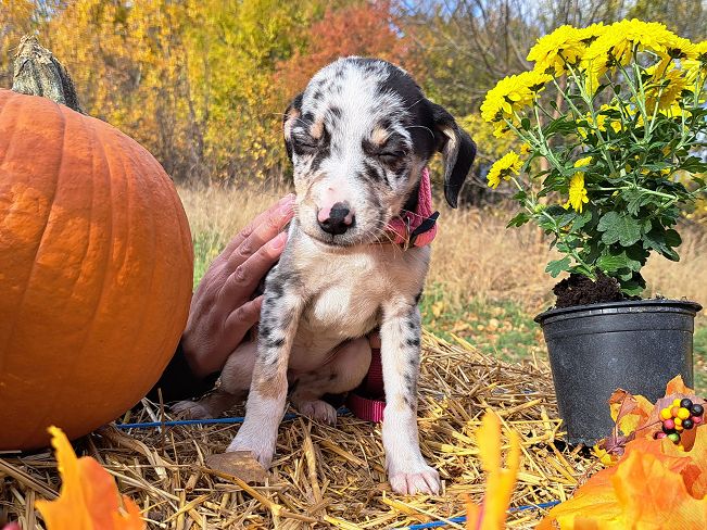 pfotenretterungarn Mathilda (14)
