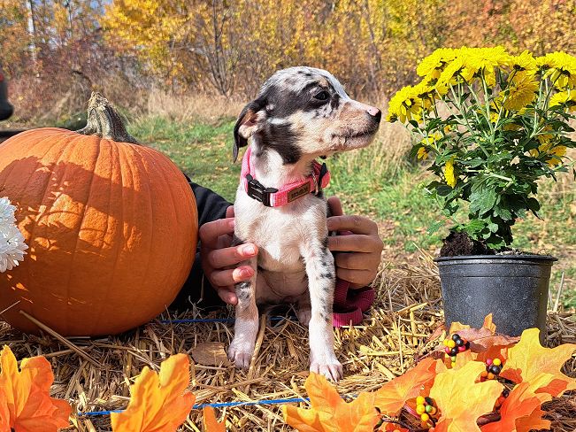 pfotenretterungarn Mathilda (15)