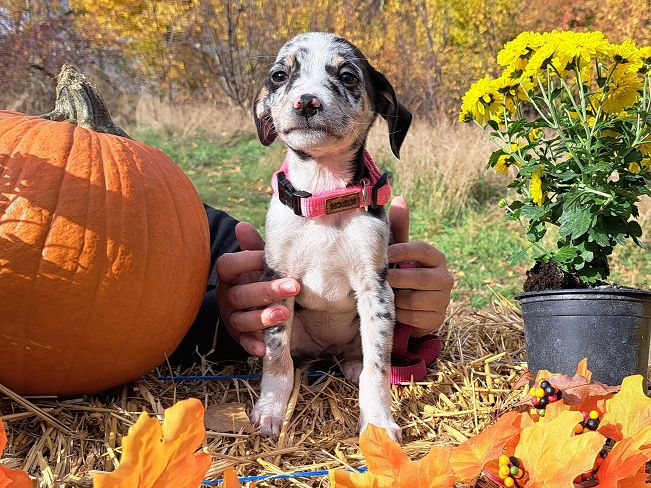 pfotenretterungarn Mathilda (2)