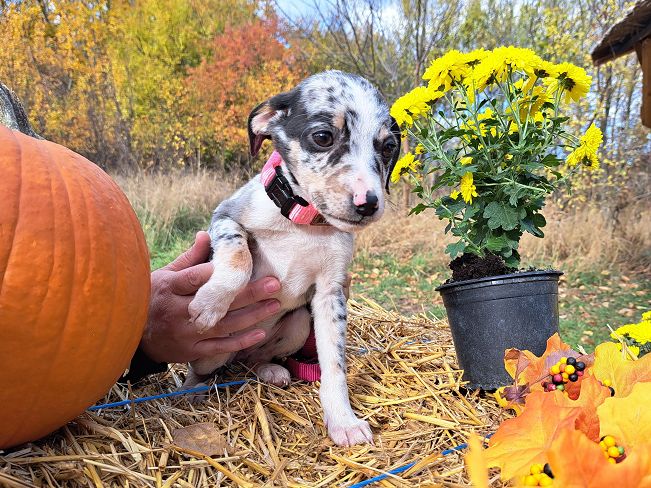pfotenretterungarn Mathilda (4)