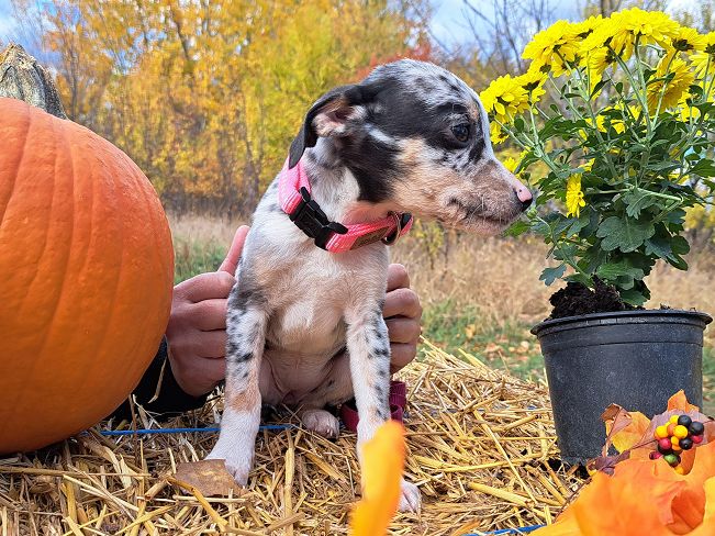 pfotenretterungarn Mathilda (5)