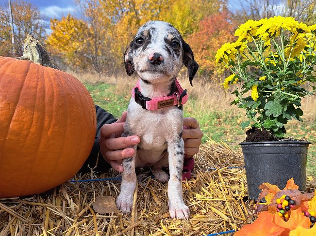 pfotenretterungarn Mathilda (6)