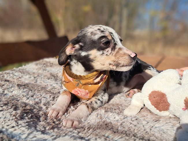 pfotenretterungarn Mathilda (7)