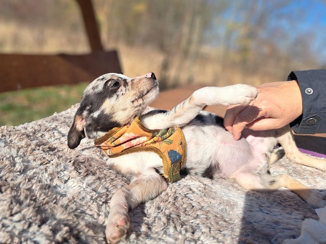 pfotenretterungarn Mathilda (8)